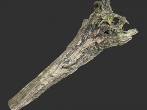Withered tree trunk 3d scan 3D Модель