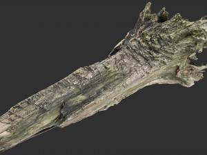 Withered tree trunk 3d scan 3D Модель