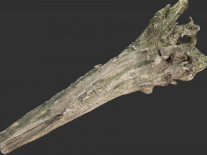 Withered tree trunk 3d scan 3D Модель