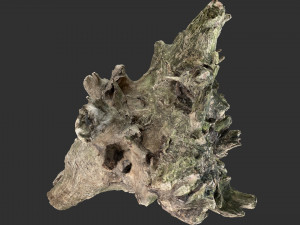 Withered tree trunk 3d scan 3D Модель