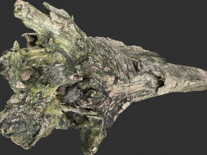 Withered tree trunk 3d scan 3D Модель