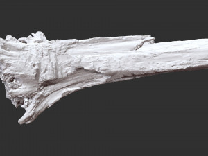 Withered tree trunk 3d scan 3D Модель