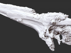Withered tree trunk 3d scan 3D Модель