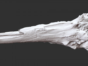 Withered tree trunk 3d scan 3D Модель