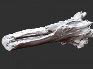 Withered tree trunk 3d scan 3D Модель