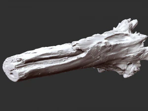 枯萎的树干 3d 扫描 3D 模型