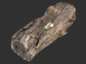 Varredura 3D do tronco de &aacute;rvore Modelo 3D