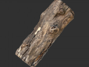 3d scan of Tree trunk 3D Модель