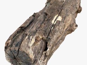 3d scan of Tree trunk 3D Модель