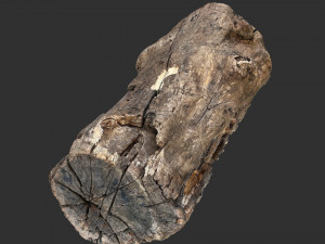 3d scan of Tree trunk 3D Модель