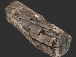 3d scan of Tree trunk 3D Модель