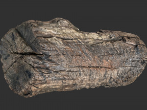 3d scan of Tree trunk 3D Модель