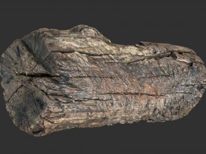 3d scan of Tree trunk 3D Model