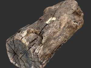 3d scan of Tree trunk 3D Модель