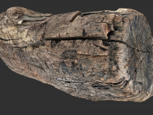3d scan of Tree trunk 3D Модель