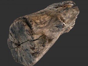 3d scan of Tree trunk 3D Модель