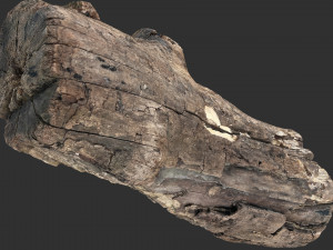 3d scan of Tree trunk 3D Модель