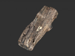 3d scan of Tree trunk 3D Модель