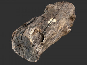 3d scan of Tree trunk 3D Модель