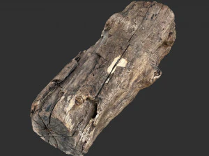 3d scan of Tree trunk 3D Model