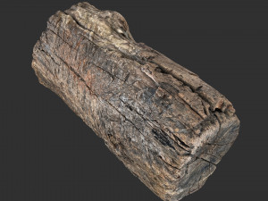 3d scan of Tree trunk 3D Модель