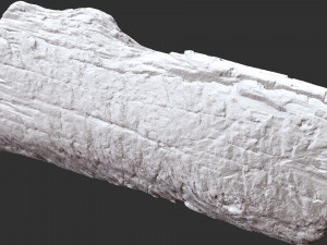 3d scan of Tree trunk 3D Модель