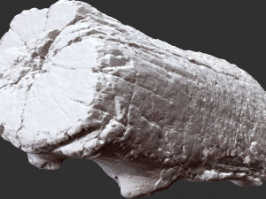 3d scan of Tree trunk 3D Модель