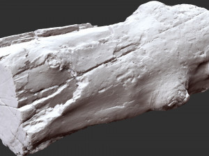 3d scan of Tree trunk 3D Модель