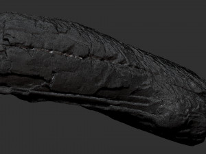 3d scan of Tree trunk 3D Модель