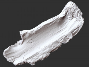 3d scan of tree trunk in highpoly Modelo 3D