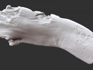 3d scan of tree trunk in highpoly Modelo 3D