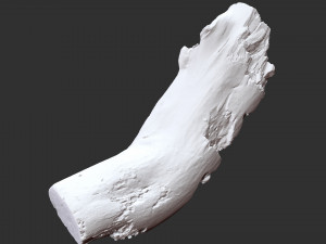 3d scan of tree trunk in highpoly Modelo 3D