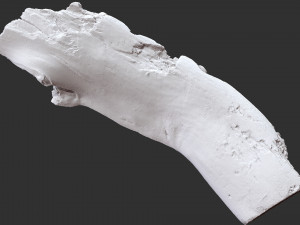 3d scan of tree trunk in highpoly Modelo 3D