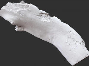 3d scan of tree trunk in highpoly 3D Model