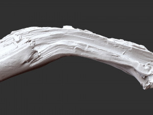 3d scan of tree trunk in highpoly Modelo 3D