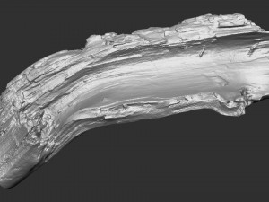 3d scan of tree trunk in highpoly Modelo 3D