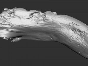 3d scan of tree trunk in highpoly Modelo 3D