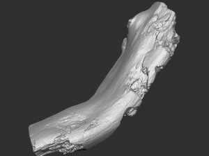 3d scan of tree trunk in highpoly Modelo 3D