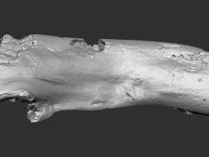 3d scan of tree trunk in highpoly Modelo 3D