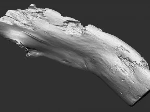 3d scan of tree trunk in highpoly 3D Model