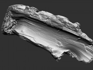 3d scan of tree trunk in highpoly Modelo 3D