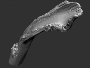 3d scan of tree trunk in highpoly 3D Model