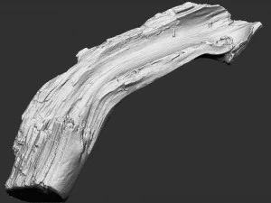 3d scan of tree trunk in highpoly 3D Model