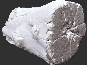 3d scan of tree trunk in highpoly 3D 모델
