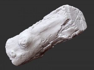 3d scan of tree trunk in highpoly 3D 모델