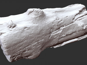 3d scan of tree trunk in highpoly 3D 모델