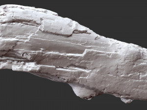 3d scan of tree trunk in highpoly 3D 모델
