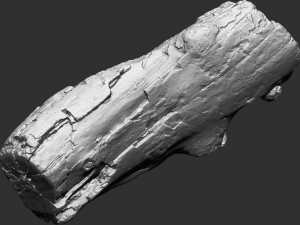 3d scan of tree trunk in highpoly 3D 모델
