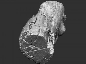 3d scan of tree trunk in highpoly 3D 모델