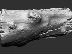 3d scan of tree trunk in highpoly 3D 모델